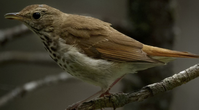 A Wood Thrush encounter in Ellsworth Maine